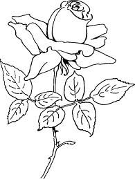 Rose 8